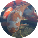 Michael Schwier profile picture